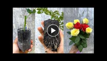 Try cuttings of roses bought at the market | Propagate rose branches.