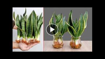 Growing hydroponic tiger tongue tree at home simple, protecting your family's health