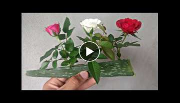 Grow Ross Cutting by Aloe Vera Rooting Hormone