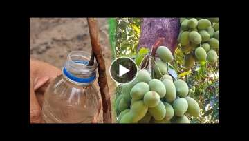 100% Success of Mango Experiment l Mango Air Layering In Water With Banana