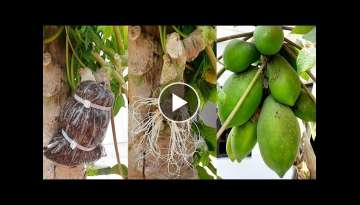 How to graft down super dwarf papaya trees | papaya air layering propagation