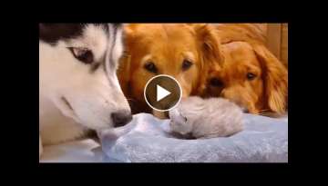 Golden Retrievers and Husky Meeting Their Best Friends Newborn Kitten
