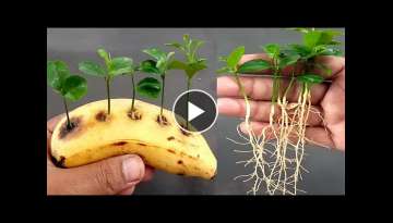 How to Grow Lemons in Bananas at home for beginners