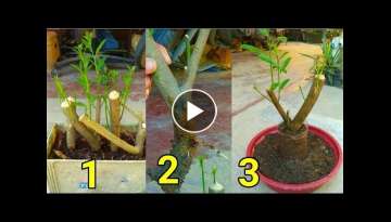 How to make lemon tree from cutting to bonsai..