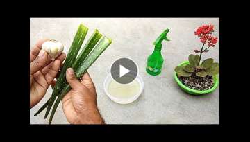 How to make natural pesticide using garlic and aloe vera | Best pesticide for plants