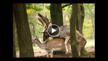 Fallow deer mated in the autumn