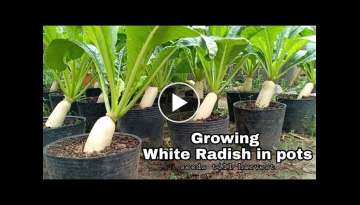 Growing White Radish in Pots From Seeds to harvest / How to grow white radish in container at hom...