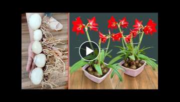 Brilliant red lily. How to grow flowers to bloom 