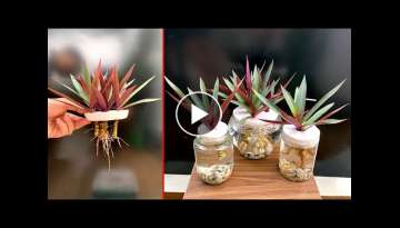 Blood Cockle plant grown in water, simple to have a beautiful potted plant Blood Cockle plant grown in water, simple to have a beautiful potted plant