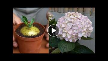 How To Grow And Care For Hydrangeas Simple And Effective