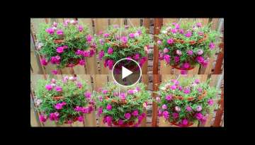 Easy and Quick Way to Make a Beautiful Hanging Garden | 5T1 Garden