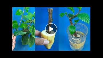 Grow Hibiscus cutting plants faster in water of different two ways