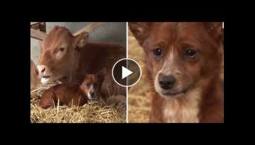 Puppy cries when separated from the cow that raised him