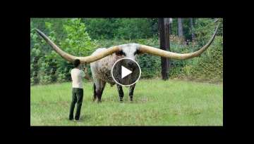 10 Animals With The Biggest Horns In The World 10 Animals With The Biggest Horns In The World