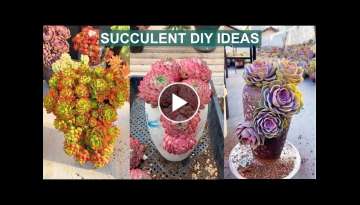 Succulent DIY Ideas from Recycling