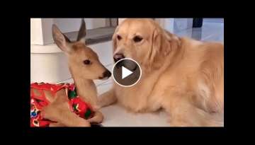 Baby Deer and Golden Retriever Are Adorable Friends