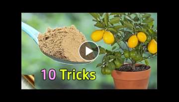 10 TRICKS TO GROW LOTS OF LEMONS | HOW TO GROW LEMON TREE IN POT | CITRUS TREE CARE 10 TRICKS TO GROW LOTS OF LEMONS | HOW TO GROW LEMON TREE IN POT | CITRUS TREE CARE