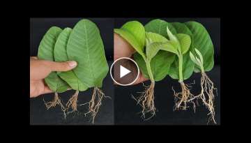 How to grow guava trees from guava leaves With 100% Success Unique Technique!