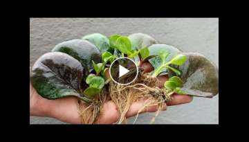 Propagating Yellow Kalanchoe in Sand, How to Grow Flowering Kalanchoe