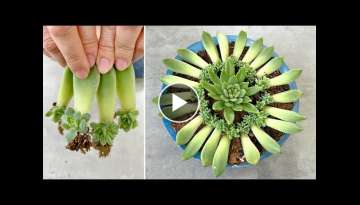 The ways to propagate Stone Lotus are extremely simple and effective beyond expectations The ways to propagate Stone Lotus are extremely simple and effective beyond expectations