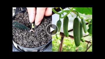 how to grow-cucumbers to produce of fruit in soil bag at home #garden #howtogrow #visugardan#shor...