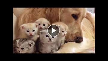 Golden Retriever Patiently Watching Newborn Kittens Golden Retriever Patiently Watching Newborn Kittens