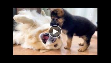 What does a German Shepherd Puppy do when a Golden Retriever doesn't want to play