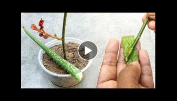 Grow any cutting plants using natural rooting hormone | Grow rose cutting easily