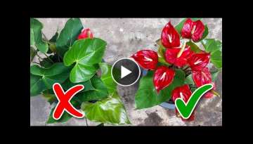 Anthurium Flowering Tips / Learn Gardening Anthurium Flowering Tips / Learn Gardening