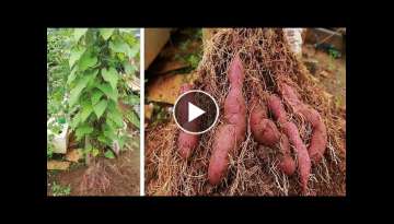 Grow Sweet Potatoes At Home From Tubers Bought At The Supermarket