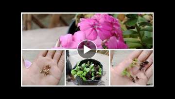 How To Grow Phlox Flower From Seeds,How To Collect Phlox Flower Seeds