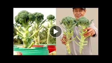 Recycling Plastic Containers to Grow Broccoli at Home for Beginners