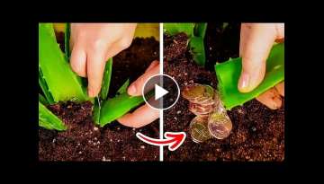 BRILLIANT GARDEN SOLUTIONS TO MAKE YOUR PLANTS HAPPY BRILLIANT GARDEN SOLUTIONS TO MAKE YOUR PLANTS HAPPY