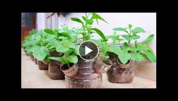 Recycle Plastic Bottles to Grow Vegetables at Home for Housewives | 5T1 Balcony
