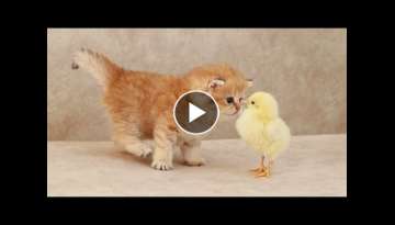 Fluffy orange meets with the yolk