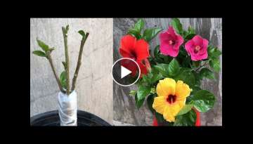 Instructions for grafting multicolored hibiscus flowers on a tree