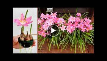 Try growing flower Rain Lily (Alstroemeria) in water. Unexpected results