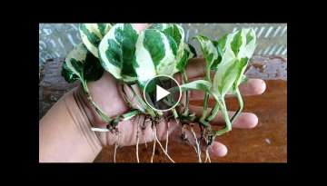 How To Grow N'Joy Pothos | Grow Pothos From Cuttings using this Process 100% Success