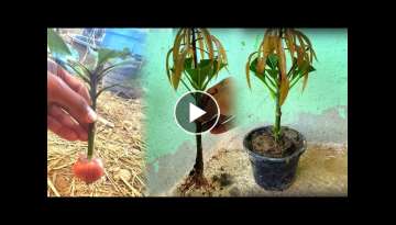 How to propagate mango by cutting onion branches to help the roots