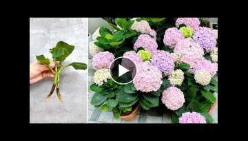 Breeding Hydragea in water, the perfect idea for a romantic front yard landscape Breeding Hydragea in water, the perfect idea for a romantic front yard landscape