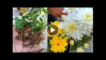 How to grow Crysanthemum from cuttings | how to repot crysanthemum|Crysanthemum cuttings propagat...