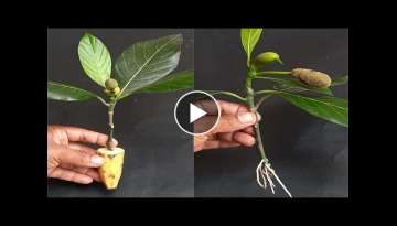 How to grow Jack fruits plant from cutting in a banana