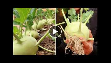 Brilliant Ideas, How to grow Kohlrabi in Tires for beginners